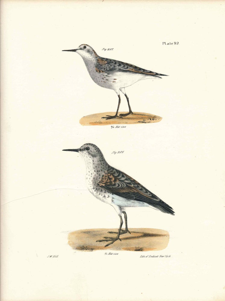 Item #34585 Bird print - Plate 92 from Zoology of New York, or the New-York Fauna. Part II Birds. (Sandpipers). James E. De Kay, J. W. Hill, George Endicott, John William, lithographer, Ellsworth.