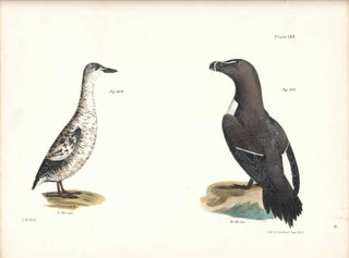Item #34586 Bird print - Plate 139 from Zoology of New York, or the New-York Fauna. Part II...