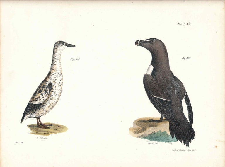 Item #34586 Bird print - Plate 139 from Zoology of New York, or the New-York Fauna. Part II Birds. (Razorbill and Black Guillemot). James E. De Kay, J. W. Hill, George Endicott, John William, lithographer, Ellsworth.