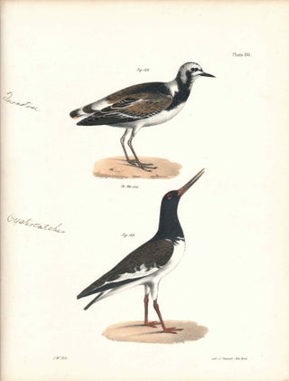 Item #34587 Bird print - Plate 80 from Zoology of New York, or the New-York Fauna. Part II Birds....