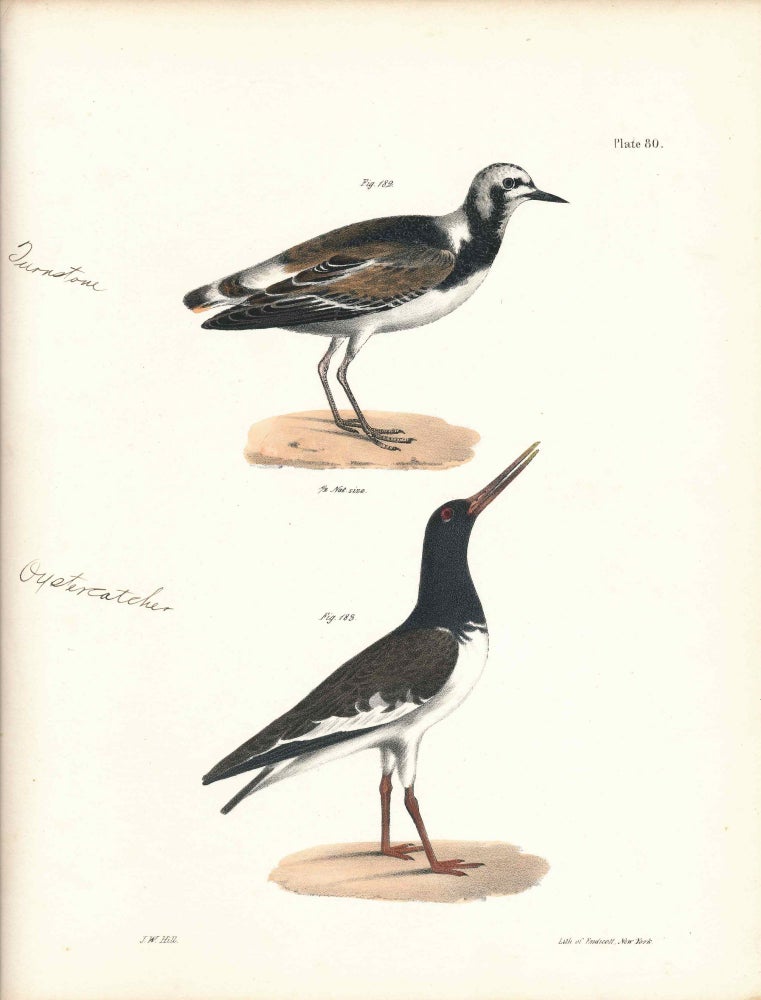Item #34587 Bird print - Plate 80 from Zoology of New York, or the New-York Fauna. Part II Birds. (Turnstone and Oyster Catcher). James E. De Kay, J. W. Hill, George Endicott, John William, lithographer, Ellsworth.