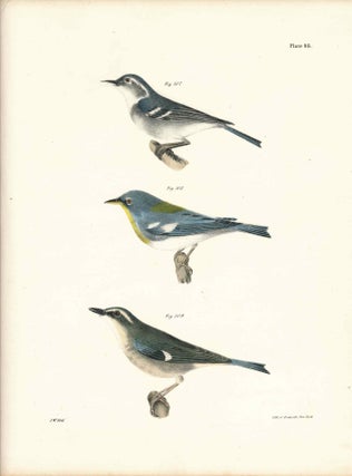 Item #34588 Bird print - Plate 48 from Zoology of New York, or the New-York Fauna. Part II Birds....