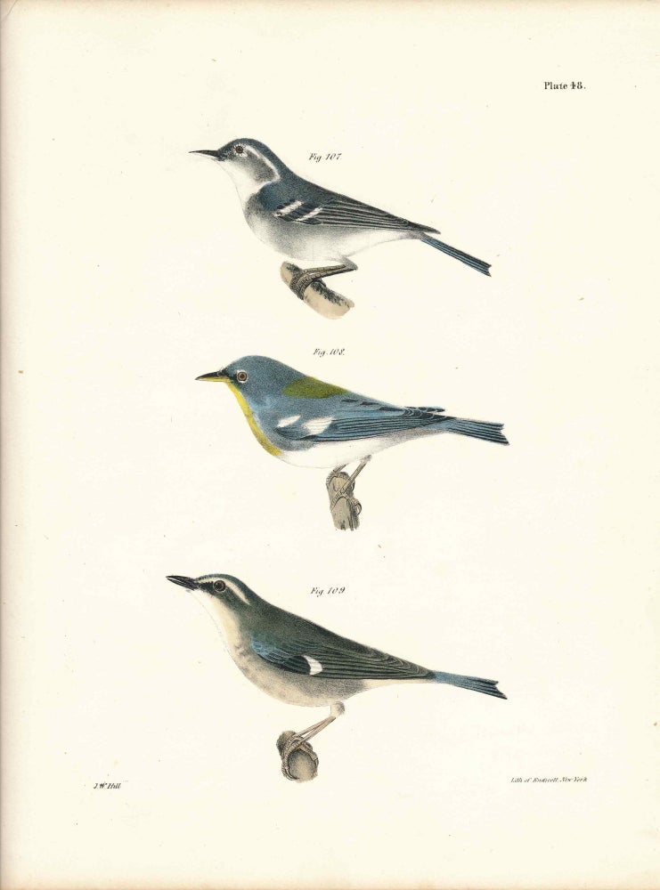 Item #34588 Bird print - Plate 48 from Zoology of New York, or the New-York Fauna. Part II Birds. (Warblers). James E. De Kay, J. W. Hill, George Endicott, John William, lithographer, Ellsworth.