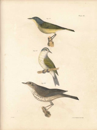 Item #34589 Bird print - Plate 47 from Zoology of New York, or the New-York Fauna. Part II Birds....