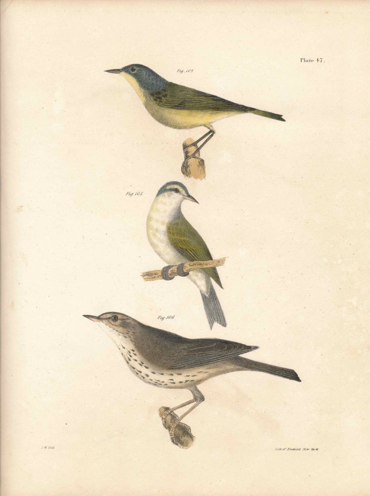 Item #34589 Bird print - Plate 47 from Zoology of New York, or the New-York Fauna. Part II Birds. (Warblers and a Thrush). James E. De Kay, J. W. Hill, George Endicott, John William, lithographer, Ellsworth.