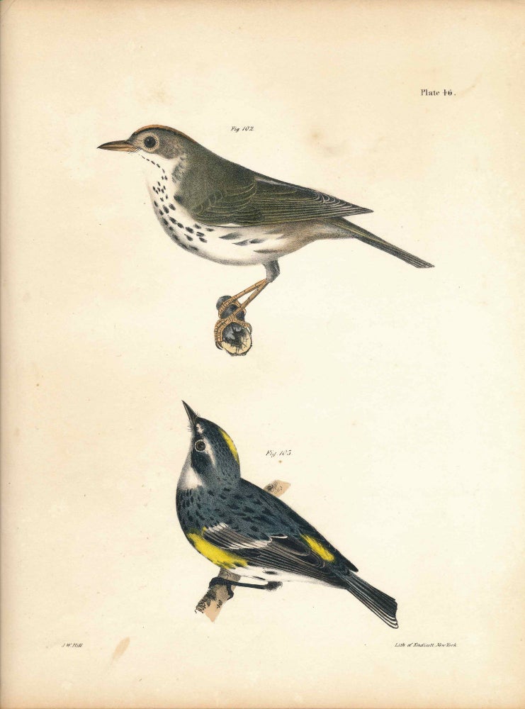Item #34590 Bird print - Plate 46 from Zoology of New York, or the New-York Fauna. Part II Birds. (Oven Bird and Myrtle Bird). James E. De Kay, J. W. Hill, George Endicott, John William, lithographer, Ellsworth.