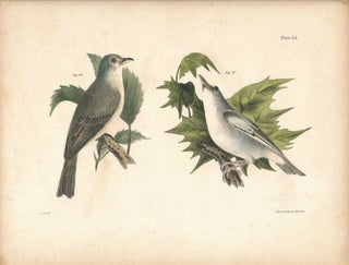 Item #34591 Bird print - Plate 34 from Zoology of New York, or the New-York Fauna. Part II Birds....