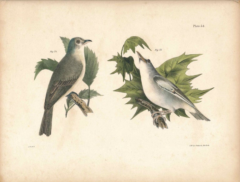 Item #34591 Bird print - Plate 34 from Zoology of New York, or the New-York Fauna. Part II Birds. (Greenlets). James E. De Kay, J. W. Hill, George Endicott, John William, lithographer, Ellsworth.