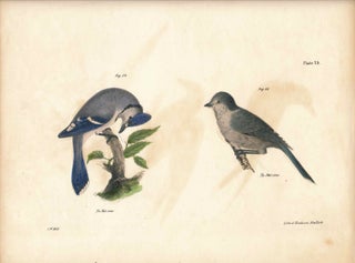 Item #34592 Bird print - Plate 25 from Zoology of New York, or the New-York Fauna. Part II Birds....