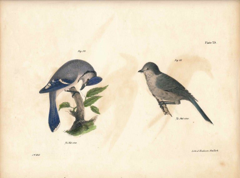 Item #34592 Bird print - Plate 25 from Zoology of New York, or the New-York Fauna. Part II Birds. (Jays). James E. De Kay, J. W. Hill, George Endicott, John William, lithographer, Ellsworth.