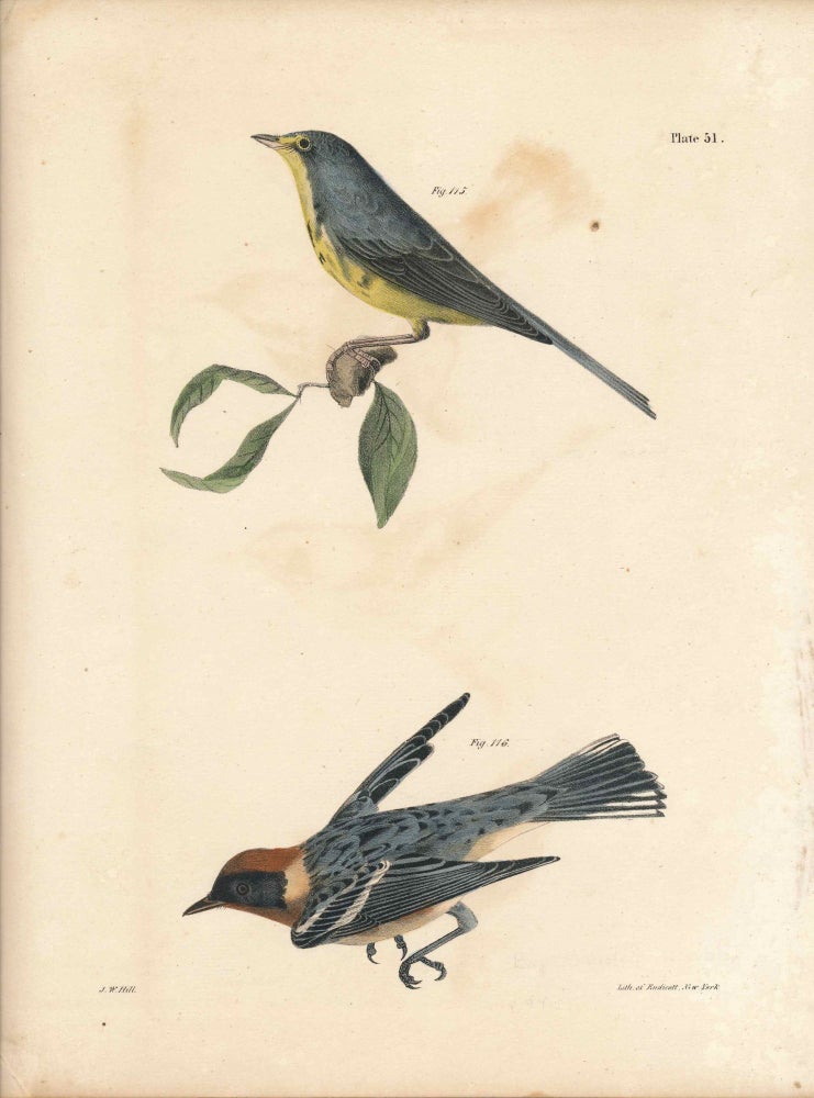Item #34593 Bird print - Plate 51 from Zoology of New York, or the New-York Fauna. Part II Birds. (Warblers). James E. De Kay, J. W. Hill, George Endicott, John William, lithographer, Ellsworth.