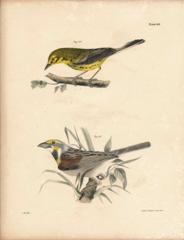 Item #34594 Bird print - Plate 49 from Zoology of New York, or the New-York Fauna. Part II Birds. (Warbler and Bunting). James E. De Kay, J. W. Hill, George Endicott, John William, lithographer, Ellsworth.