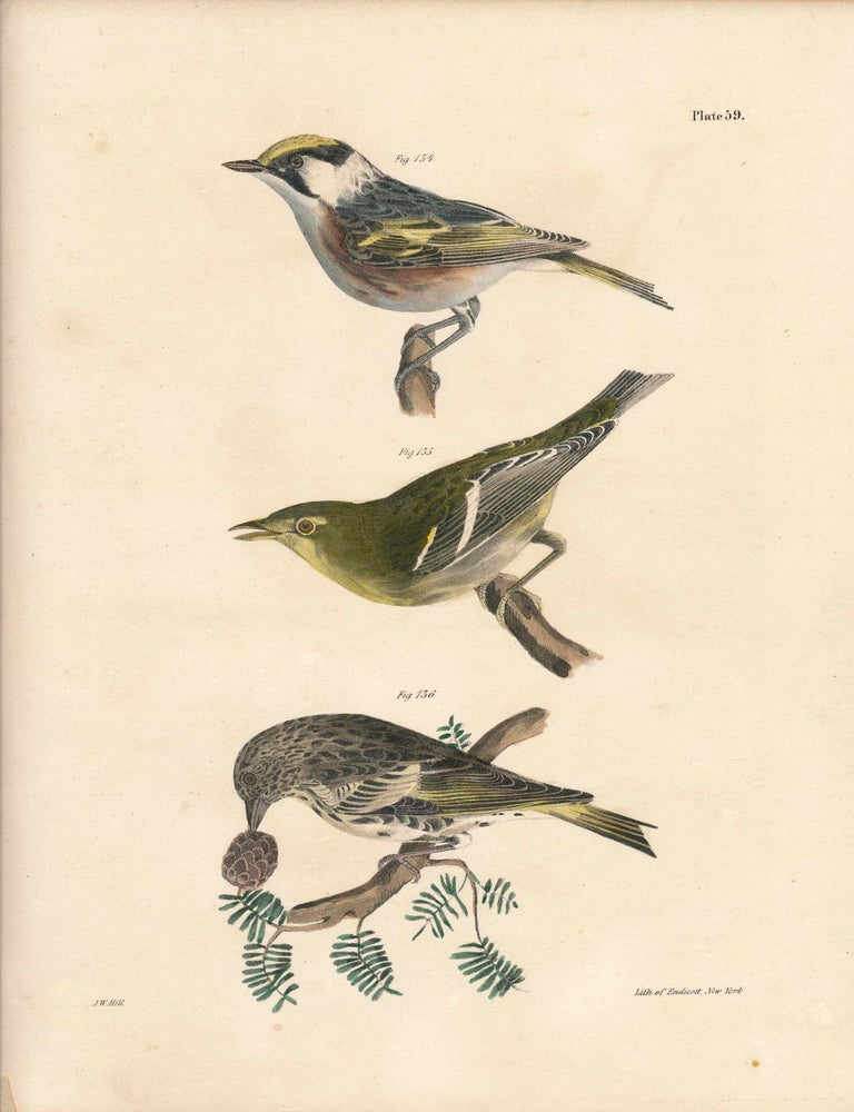 Item #34595 Bird print - Plate 59 from Zoology of New York, or the New-York Fauna. Part II Birds. (Warbler and a Finch). James E. De Kay, J. W. Hill, George Endicott, John William, lithographer, Ellsworth.