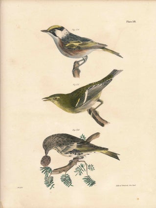 Item #34595 Bird print - Plate 59 from Zoology of New York, or the New-York Fauna. Part II Birds....