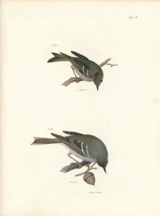 Item #34596 Bird print - Plate 53 from Zoology of New York, or the New-York Fauna. Part II Birds....