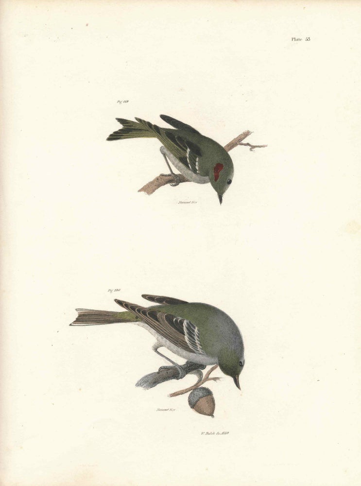 Item #34596 Bird print - Plate 53 from Zoology of New York, or the New-York Fauna. Part II Birds. (Warbler and a Kinglet). James E. De Kay, J. W. Hill, George Endicott, John William, lithographer, Ellsworth.