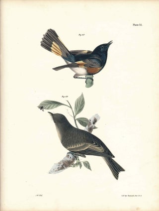 Item #34597 Bird print - Plate 31 from Zoology of New York, or the New-York Fauna. Part II Birds....