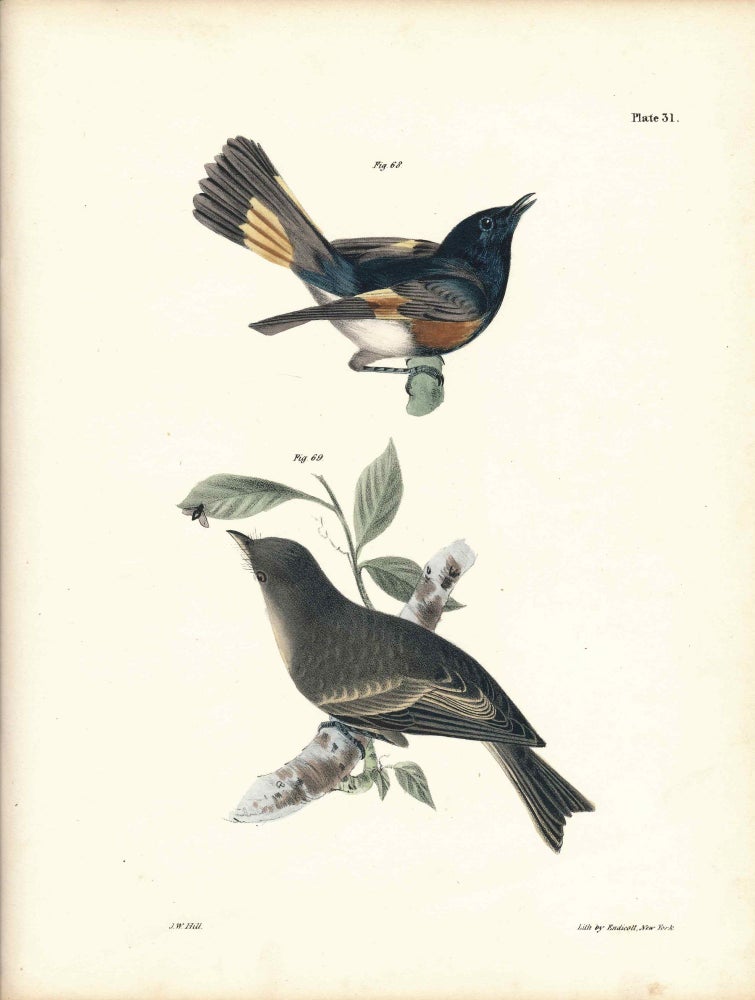 Item #34597 Bird print - Plate 31 from Zoology of New York, or the New-York Fauna. Part II Birds. (Redstart and Pewee). James E. De Kay, J. W. Hill, George Endicott, John William, lithographer, Ellsworth.