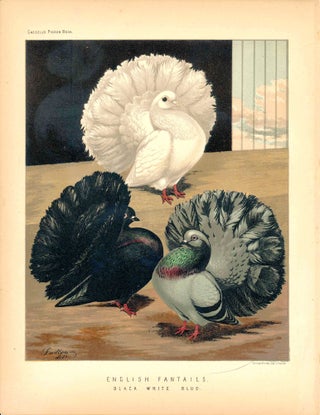 Item #34598 Cassell's Pigeon Book - "English Fantails. Black, White, Blue" Pigeons. Cassell,...