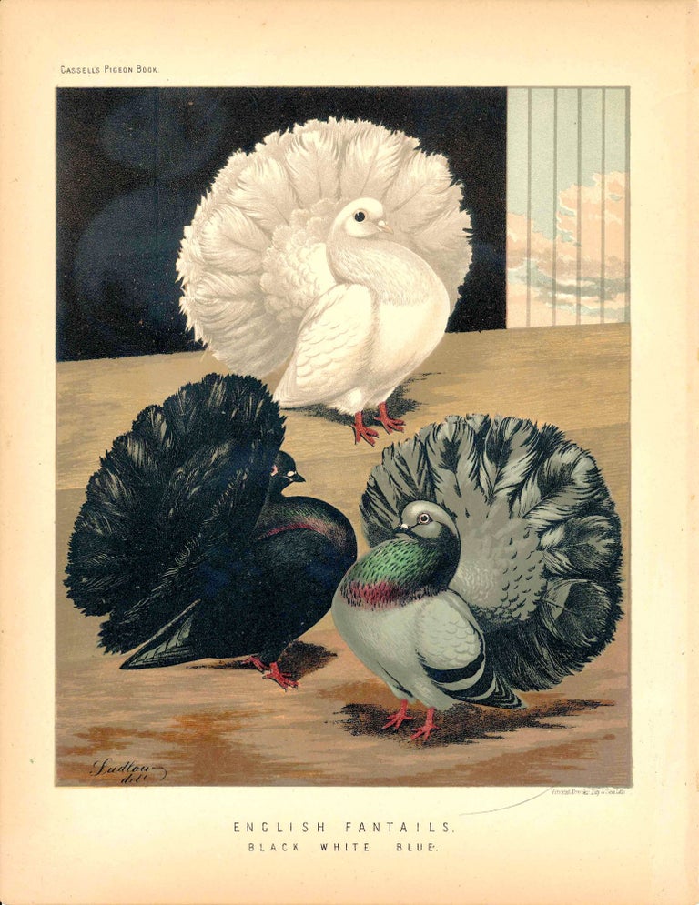 Item #34598 Cassell's Pigeon Book - "English Fantails. Black, White, Blue" Pigeons. Cassell, Lewis Wright, J W. Ludlow, artist.