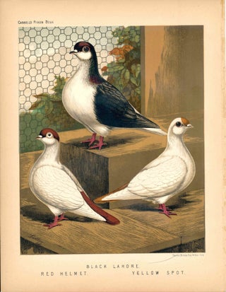 Item #34600 Cassell's Pigeon Book - "Black Lahore. Red Helmet. Yellow Spot" Pigeons. Cassell,...