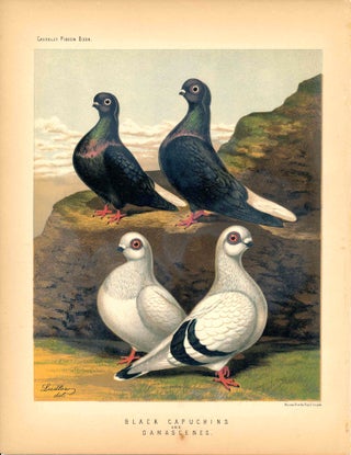 Item #34602 Cassell's Pigeon Book - "Black Capuchins and Damascenes" Pigeons. Cassell, Lewis...