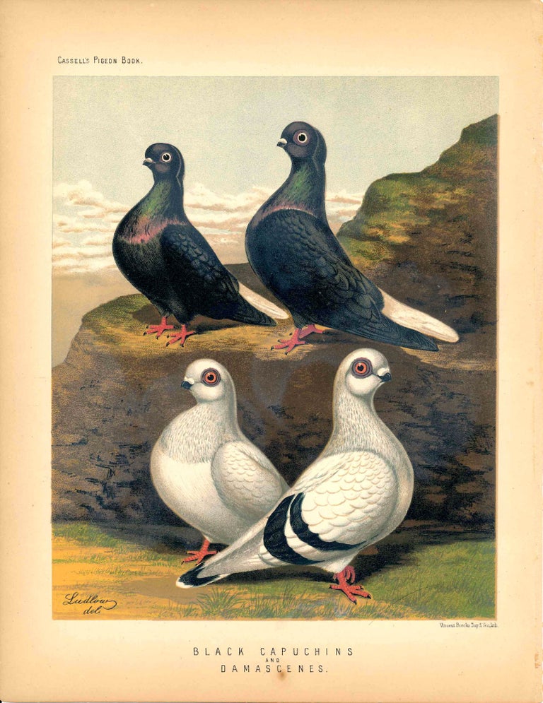 Item #34602 Cassell's Pigeon Book - "Black Capuchins and Damascenes" Pigeons. Cassell, Lewis Wright, J W. Ludlow, artist.