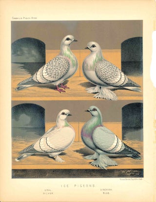 Item #34606 Cassell's Pigeon Book - "Ice Pigeons: Ural, Silver, Siberian, Blue" Pigeons. Cassell,...