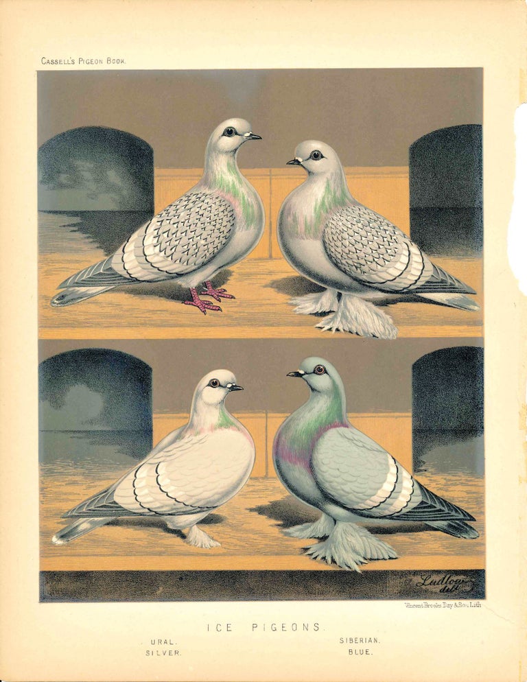 Item #34606 Cassell's Pigeon Book - "Ice Pigeons: Ural, Silver, Siberian, Blue" Pigeons. Cassell, Lewis Wright, J W. Ludlow, artist.