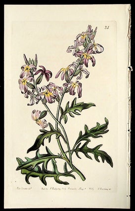 Item #36102 Matthiola odoratissima. "Sweetest Evening Stock". Tetradynamia Siliquosa. Plate 25...