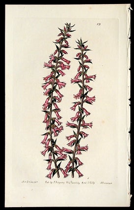 Item #36103 Epacris impressa; var. parviflora. "Small-flowered Pitted Epacris" Pentandria...