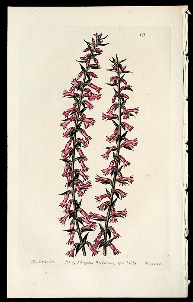 Item #36103 Epacris impressa; var. parviflora. "Small-flowered Pitted Epacris" Pentandria Monogynia. Plate 19 ONLY from Edward's Botanical Register. John Lindley.