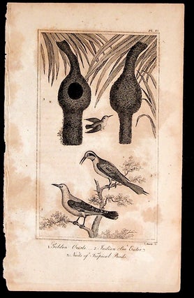 Item #36141 Print from A History of the Earth and Animated Nature. Oliver Goldsmith