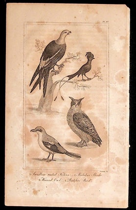 Item #36142 Print from A History of the Earth and Animated Nature. Oliver Goldsmith
