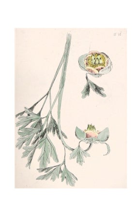 Wildflowers