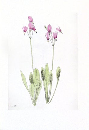 Wildflowers