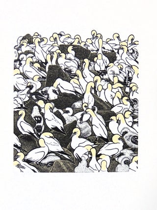 An Idea of Geometry: Celebrating the Gannets of Cape St. Mary's