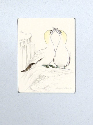 An Idea of Geometry: Celebrating the Gannets of Cape St. Mary's
