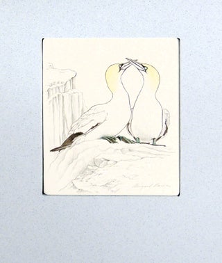 An Idea of Geometry: Celebrating the Gannets of Cape St. Mary's