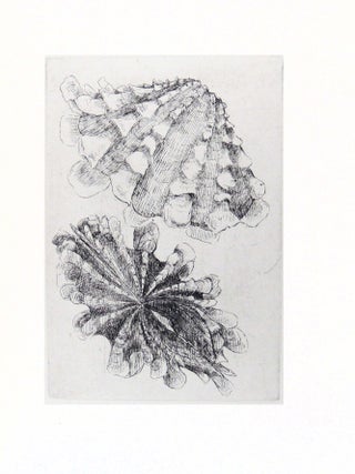 CONCHYLIORUM: On Investigating Shells and Collecting