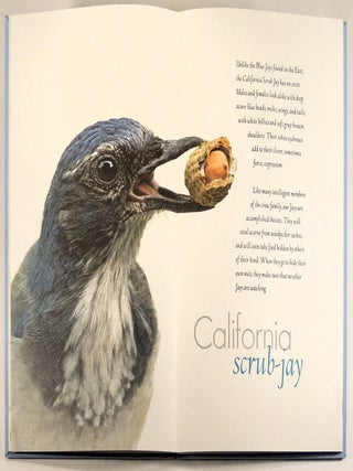Dreams of Flight, The Nesting Season