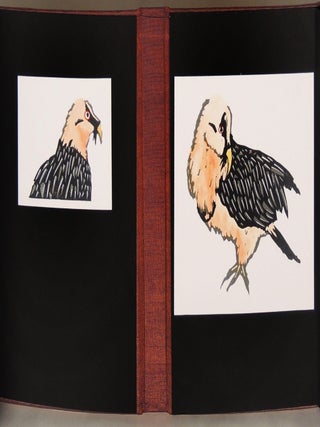 Birds of the Bible: Bearded Vulture