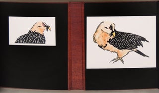 Birds of the Bible: Bearded Vulture