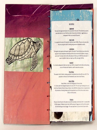 Turtle Book V11